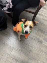 Lost Female Dog last seen El Edén Neighborhood, Laredo, TX 78046