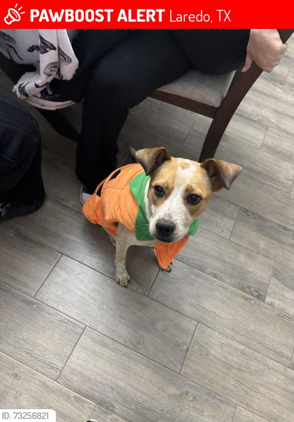 Lost Female Dog last seen El Edén Neighborhood, Laredo, TX 78046