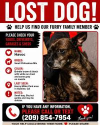 Lost Male Dog last seen Henry Miller park, Gustine, CA 95322