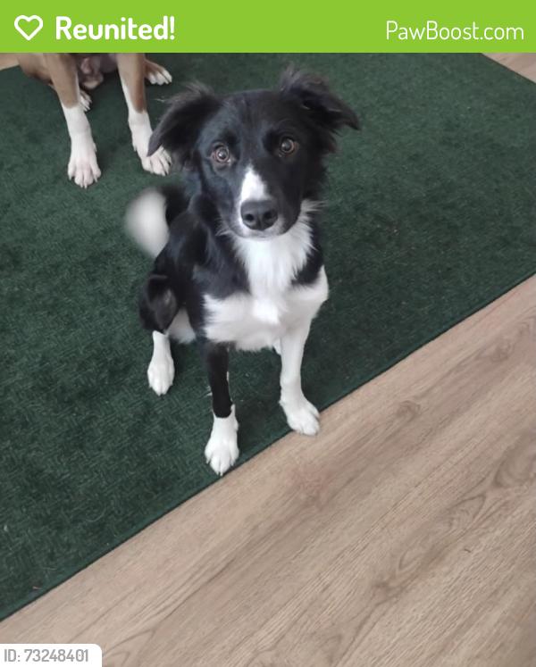 Reunited Female Dog last seen Morning side, Sioux City, IA 51106