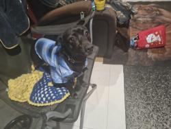 Lost Male Dog last seen Charles and Scarborough beach rd', North Perth, WA 6006