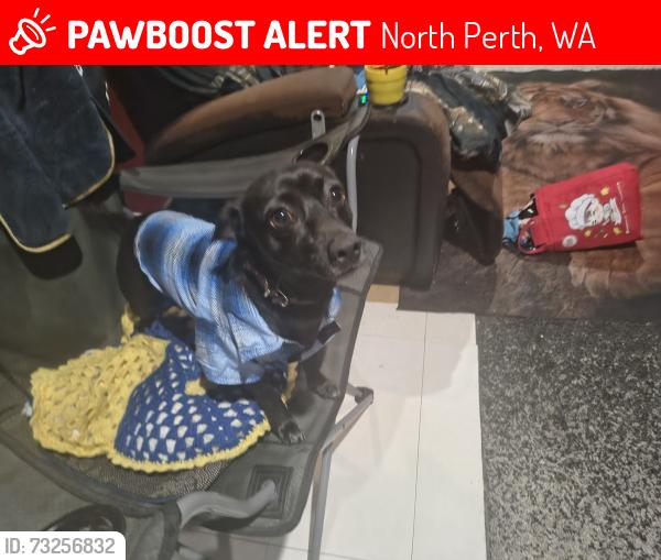 Lost Male Dog last seen Charles and Scarborough beach rd', North Perth, WA 6006