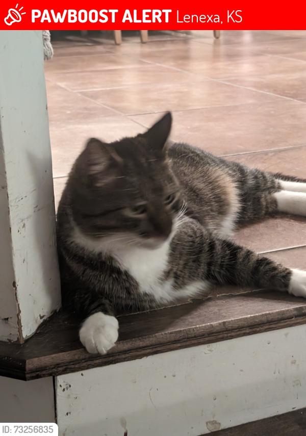 Lost Male Cat last seen 85th and Greenwood Lane, Lenexa, KS 66215
