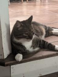 Lost Male Cat last seen 85th and Greenwood Lane, Lenexa, KS 66215