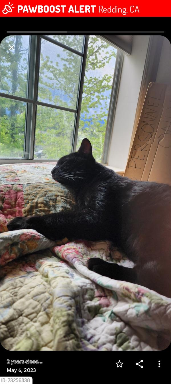 Lost Male Cat last seen Gold Hills Court Gold Hills Dr, Redding, CA 96003