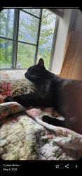Lost Male Cat last seen Gold Hills Court Gold Hills Dr, Redding, CA 96003