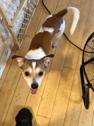 Reunited Male Dog last seen Near east 160 st Bronx ny near the 42nd precinct, The Bronx, NY 10454