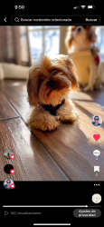 Lost Male Dog last seen Near manordale ct forest hill, Forest Hill, TX 76140