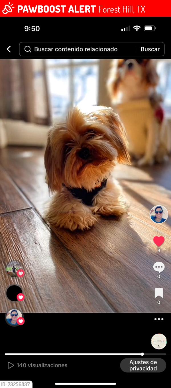 Lost Male Dog last seen Near manordale ct forest hill, Forest Hill, TX 76140