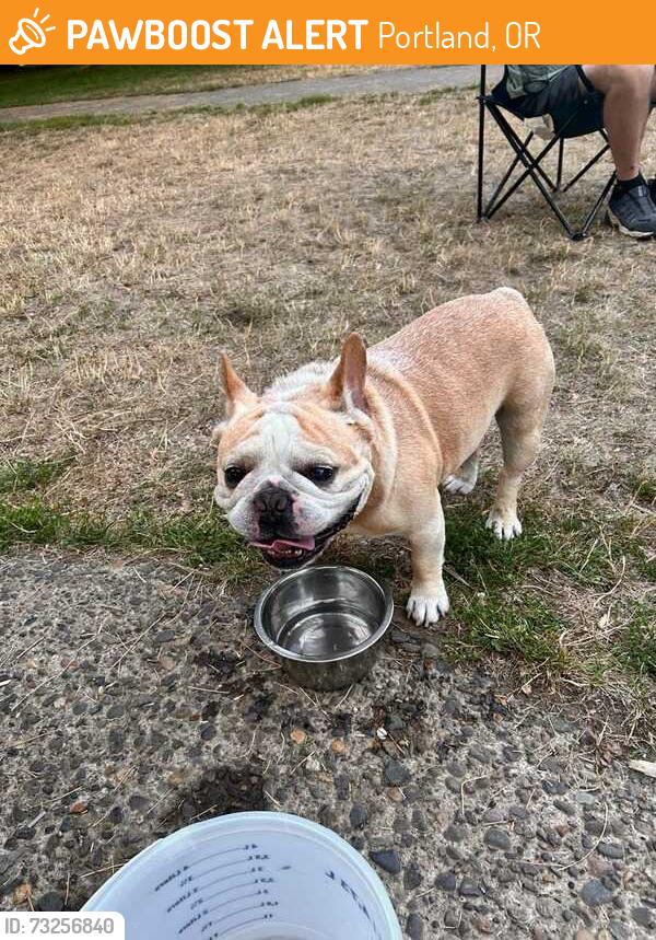 Found/Stray Male Dog last seen 82nd and SE Lambert, Portland, OR 97266