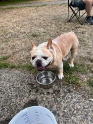 Found/Stray Male Dog last seen 82nd and SE Lambert, Portland, OR 97266