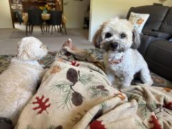 Lost Female Dog last seen Chaflin place, La Presa, CA 91977