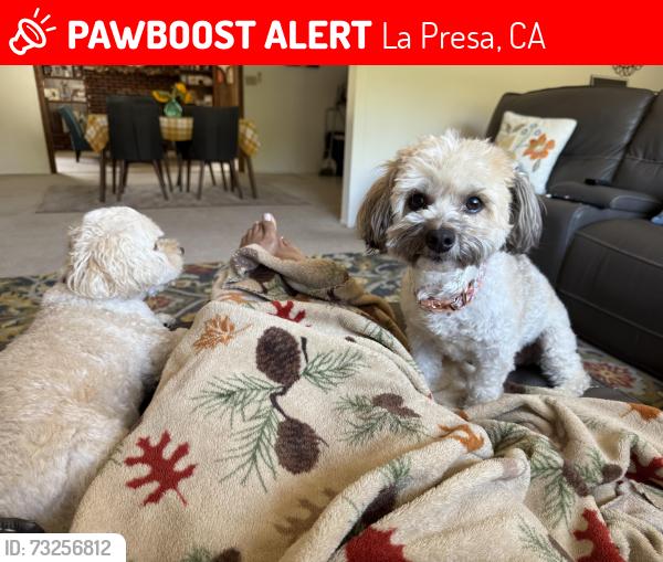 Lost Female Dog last seen Chaflin place, La Presa, CA 91977