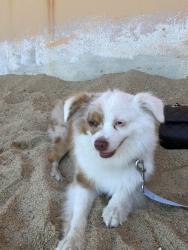 Reunited Male Dog last seen Tuttle avenue, Watsonville CA, Watsonville, CA 95076