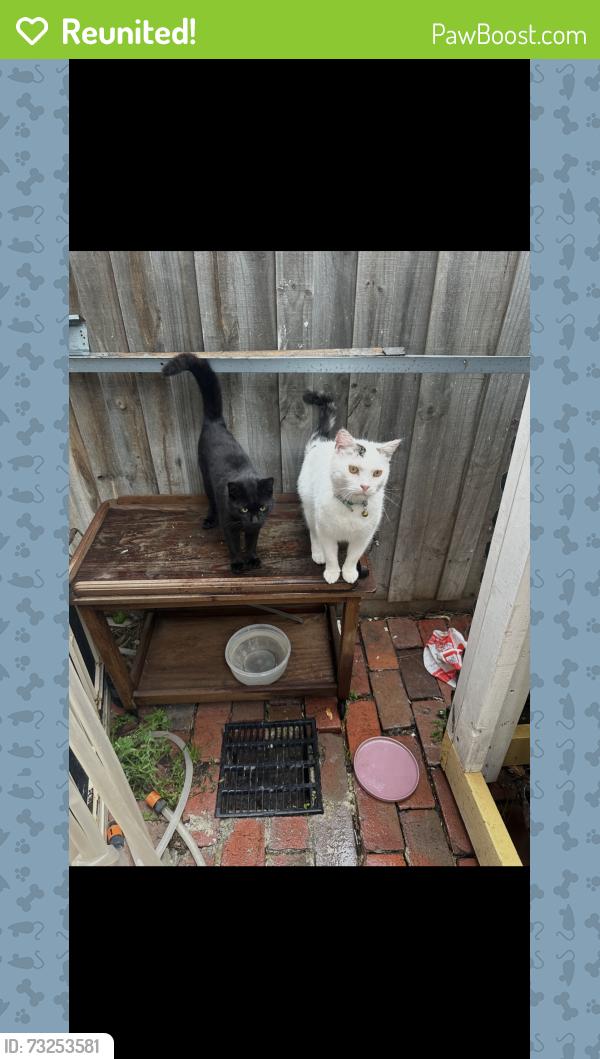 Reunited Male Cat last seen mulga street thomastown, Thomastown, VIC 3074