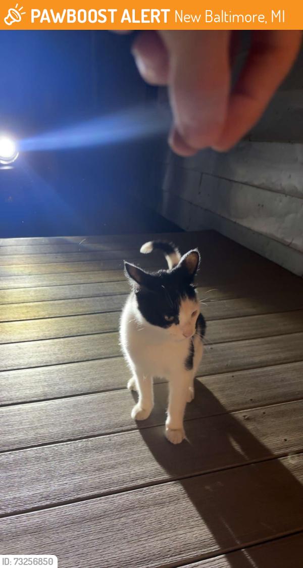 Found/Stray Unknown Cat last seen Near hses, New Baltimore, MI 48047