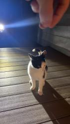 Found/Stray Unknown Cat last seen Near hses, New Baltimore, MI 48047
