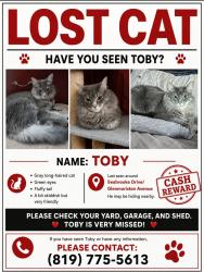 Lost Male Cat last seen Seabrooke drive, Ottawa, ON K2L 1T1