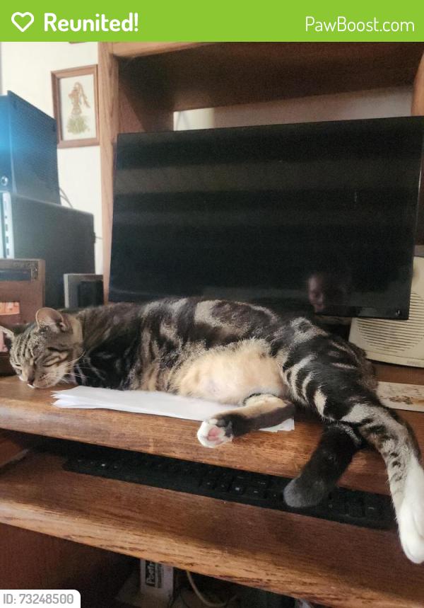 Reunited Female Cat last seen My hse behind Winco, Lakewood, CA 90712