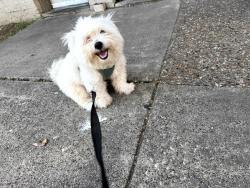 Found/Stray Male Dog last seen Webb chapel and Bachman Dr, Dallas, TX 75220