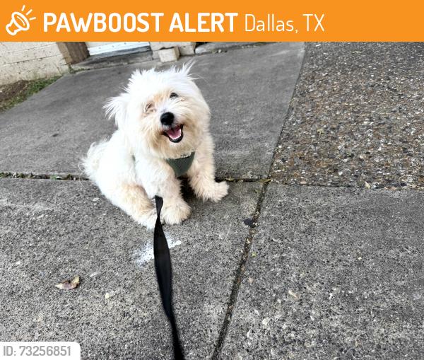 Found/Stray Male Dog last seen Webb chapel and Bachman Dr, Dallas, TX 75220