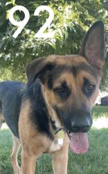 Lost Male Dog last seen Burrow Valley North Road and Duncan Canyon Road, Tollhouse, CA 93667