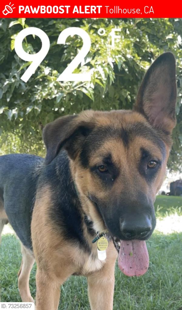 Lost Male Dog last seen Burrow Valley North Road and Duncan Canyon Road, Tollhouse, CA 93667