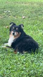 Lost Male Dog last seen Next to knoll woods dr, Rustburg, VA 24501
