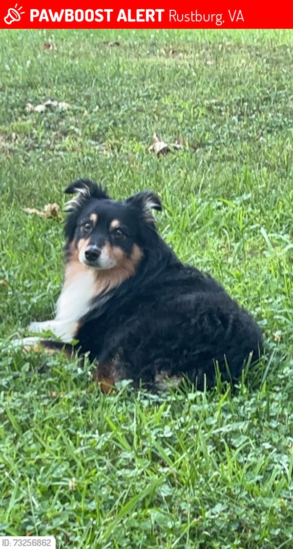 Lost Male Dog last seen Next to knoll woods dr, Rustburg, VA 24501
