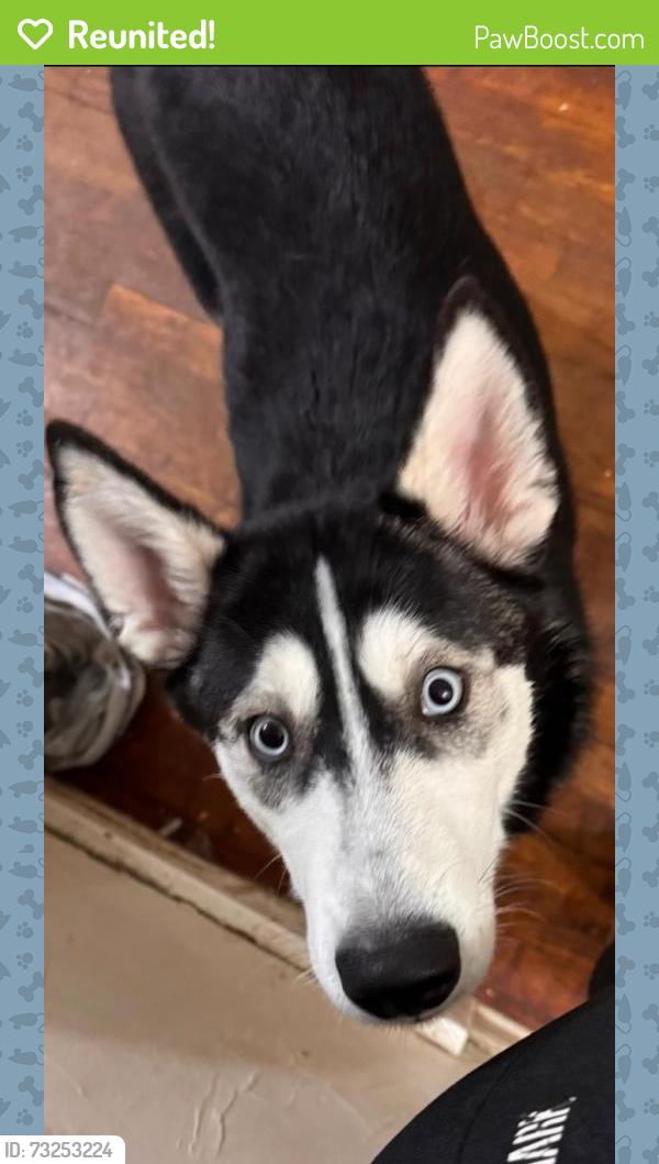Reunited Female Dog last seen Holly Way and Boston Blvd in Colonial Village, Lansing, MI 48910