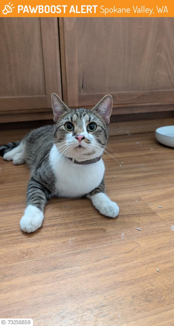 Found/Stray Unknown Cat last seen Providence neurologicalspecalties, Spokane Valley, WA 99216