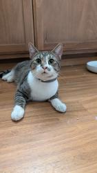 Found/Stray Unknown Cat last seen Providence neurologicalspecalties, Spokane Valley, WA 99216