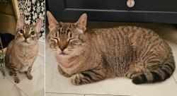 Found/Stray Unknown Cat last seen Holly Ave Tot Lot, Saint Paul, MN 55102