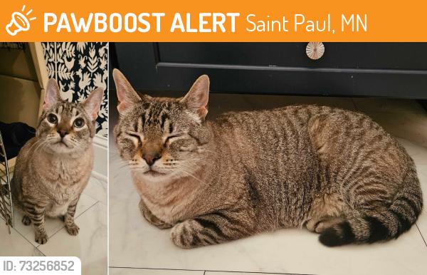 Found/Stray Unknown Cat last seen Holly Ave Tot Lot, Saint Paul, MN 55102