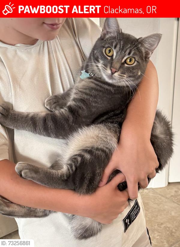 Lost Male Cat last seen 142nd between 212 & Sunnyside Rd, Clackamas, OR 97015