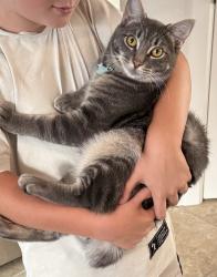 Lost Male Cat last seen 142nd between 212 & Sunnyside Rd, Clackamas, OR 97015