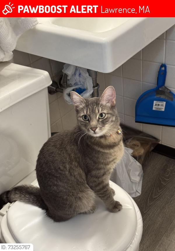 Lost Female Cat last seen Toye Ave & Sullivan Ave, Near McDonald’s, Lawrence, MA 01843