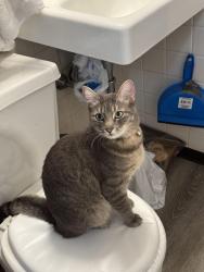 Lost Female Cat last seen Toye Ave & Sullivan Ave, Near McDonald’s, Lawrence, MA 01843