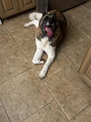 Reunited Unknown Dog last seen Bridgetwon, Fort Myers, FL 33913
