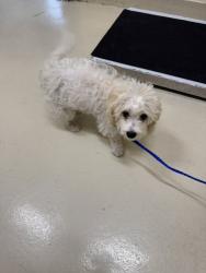 Shelter Stray Female Dog last seen MOWRY / BLACOW, 1950 Stevenson Blvd, Fremont, CA 94538, USA