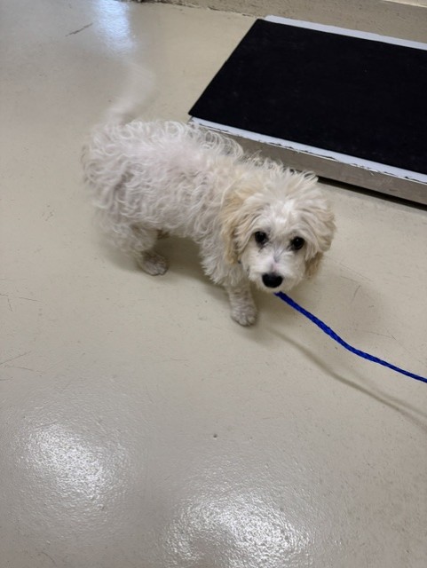 Shelter Stray Female Dog last seen MOWRY / BLACOW, 1950 Stevenson Blvd, Fremont, CA 94538, USA