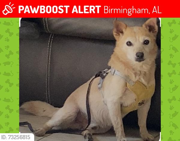 Lost Male Dog last seen Birmingham al 35215, Birmingham, AL 35215