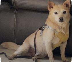 Lost Male Dog last seen Birmingham al 35215, Birmingham, AL 35215