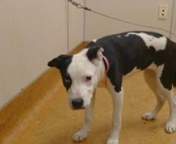 Shelter Stray Female Dog last seen A ST/ S HAVEN DR, 95660, 3839 Bradshaw Rd, Sacramento, CA 95827, USA