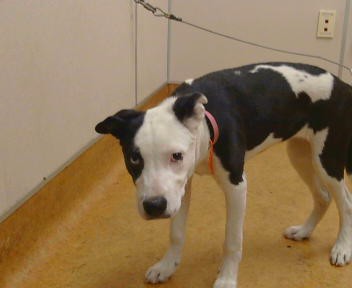 Shelter Stray Female Dog last seen A ST/ S HAVEN DR, 95660, 3839 Bradshaw Rd, Sacramento, CA 95827, USA