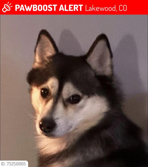 Lost Male Dog last seen Dudley & Mississippi, Lakewood, CO 80232