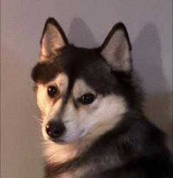 Lost Male Dog last seen Dudley & Mississippi, Lakewood, CO 80232