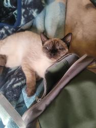 Reunited Female Cat last seen Larch and Rodeo, Hesperia, CA 92345