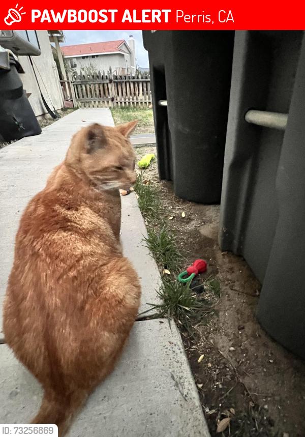 Lost Female Cat last seen Bahia St and De La Luz Circle, Perris, CA 92571