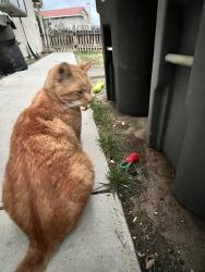 Lost Female Cat last seen Bahia St and De La Luz Circle, Perris, CA 92571